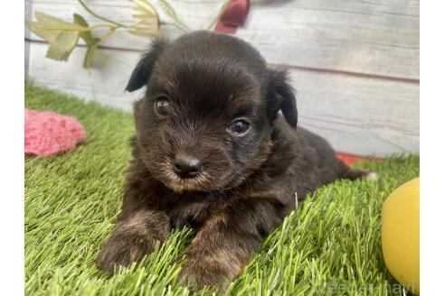 成約済の茨城県のミックス犬-379653の6枚目