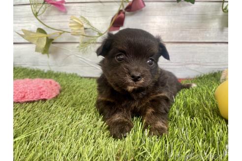 成約済の茨城県のミックス犬-379653の5枚目