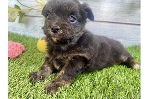 成約済の茨城県のミックス犬-379653の4枚目