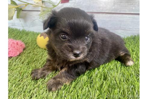 成約済の茨城県のミックス犬-379653の3枚目
