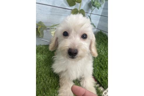 成約済の茨城県のミックス犬-379655の1枚目