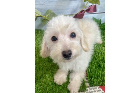 成約済の茨城県のミックス犬-379655の15枚目