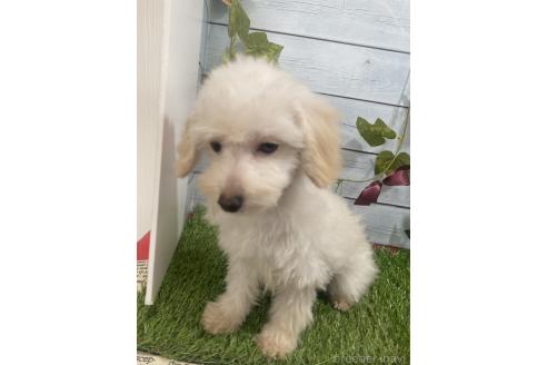 成約済の茨城県のミックス犬-379655の14枚目
