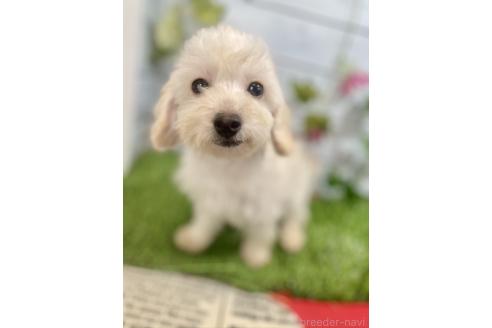 成約済の茨城県のミックス犬-379655の12枚目