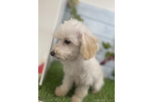 成約済の茨城県のミックス犬-379655の11枚目