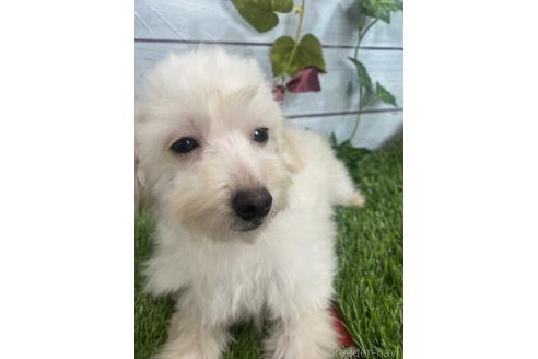成約済の茨城県のミックス犬-379655の9枚目