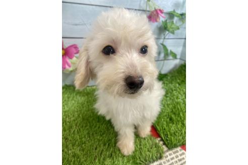 成約済の茨城県のミックス犬-379655の8枚目