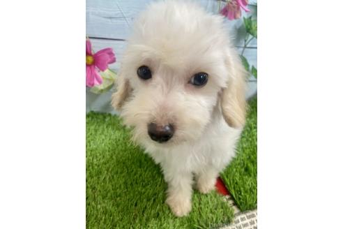 成約済の茨城県のミックス犬-379655の7枚目