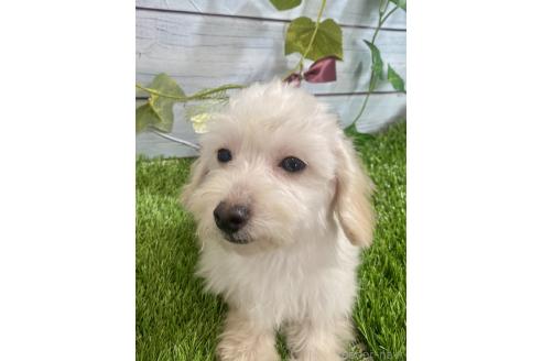 成約済の茨城県のミックス犬-379655の6枚目