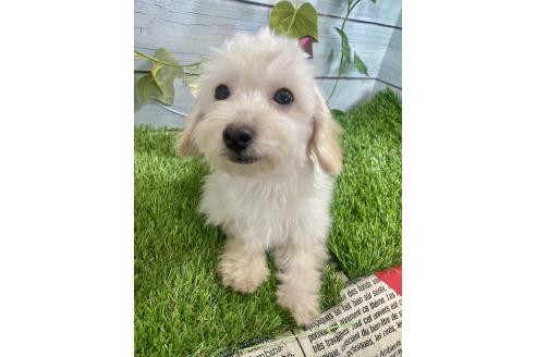 成約済の茨城県のミックス犬-379655の5枚目
