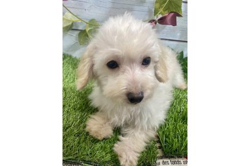 成約済の茨城県のミックス犬-379655の4枚目