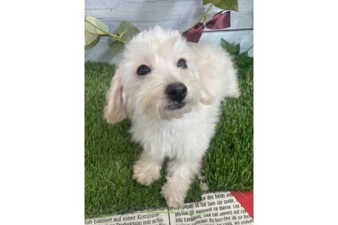 成約済の茨城県のミックス犬-379655の2枚目