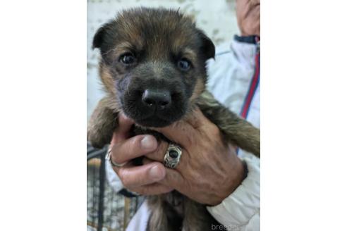 成約済の香川県のジャーマンシェパードドッグ-378377の1枚目