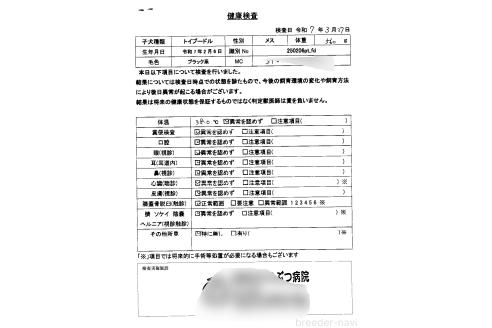 成約済の京都府のティーカッププードル-376899の2枚目