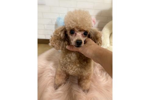バニラちゃんちゃん1枚目