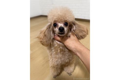ぽんちゃんちゃん1枚目