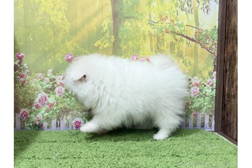 成約済の埼玉県のポメラニアン-379726の2枚目