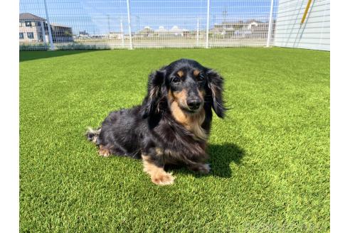 サシャちゃん1枚目