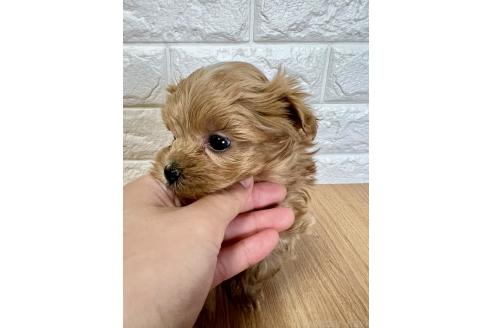成約済の山口県のマルプー:マルチーズ×トイプードル-379730の11枚目