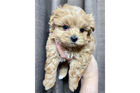 成約済の山口県のマルプー:マルチーズ×トイプードル-379730の7枚目