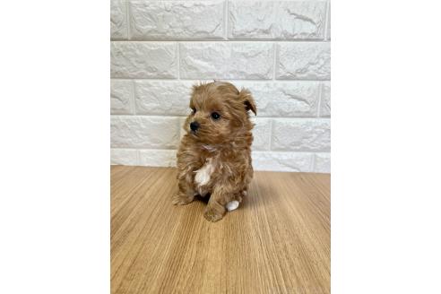成約済の山口県のマルプー:マルチーズ×トイプードル-379730の5枚目