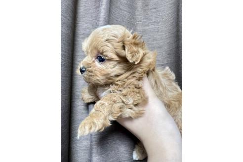 成約済の山口県のマルプー:マルチーズ×トイプードル-379730の4枚目