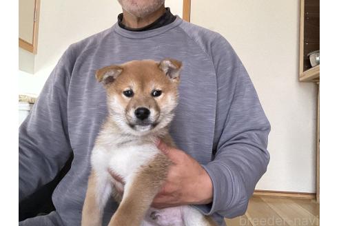 商談中の岡山県の柴犬-379736の14枚目