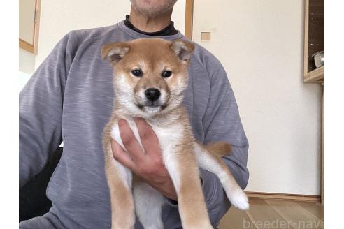 商談中の岡山県の柴犬-379736の13枚目