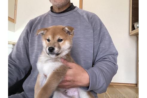 商談中の岡山県の柴犬-379736の12枚目