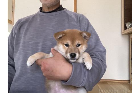 商談中の岡山県の柴犬-379736の10枚目