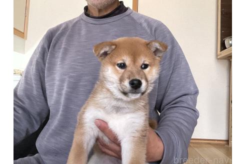 商談中の岡山県の柴犬-379736の9枚目