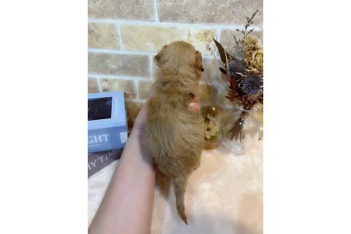 成約済の和歌山県のミックス犬-379732の7枚目