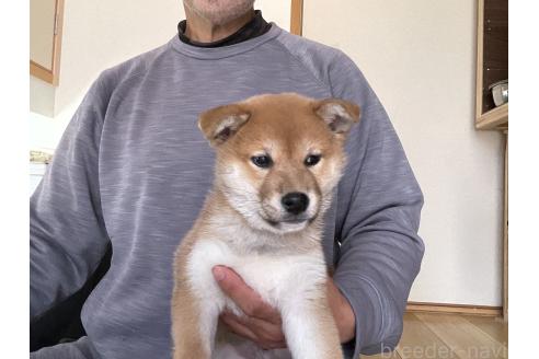 商談中の岡山県の柴犬-379736の8枚目