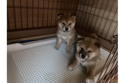 商談中の岡山県の柴犬-379736の7枚目