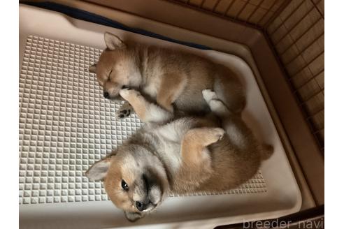 商談中の岡山県の柴犬-379736の6枚目