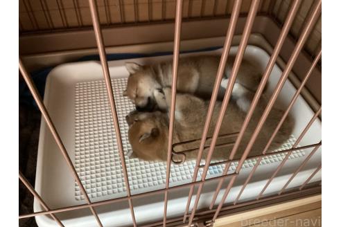 商談中の岡山県の柴犬-379736の5枚目