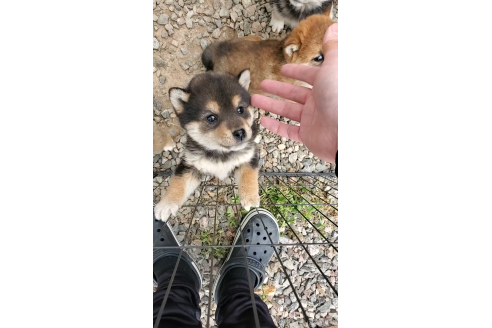 成約済の大阪府の柴犬-374055の2枚目