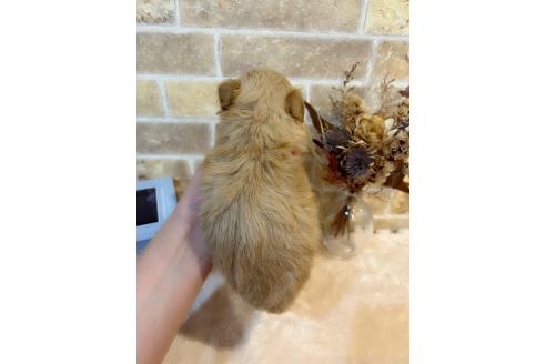 成約済の和歌山県のミックス犬-379734の9枚目