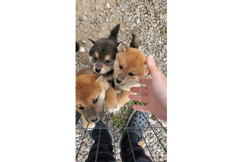 成約済の大阪府の柴犬-374059の4枚目