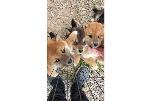 成約済の大阪府の柴犬-374059の2枚目