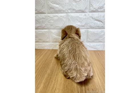 成約済の山口県のマルプー:マルチーズ×トイプードル-379737の7枚目