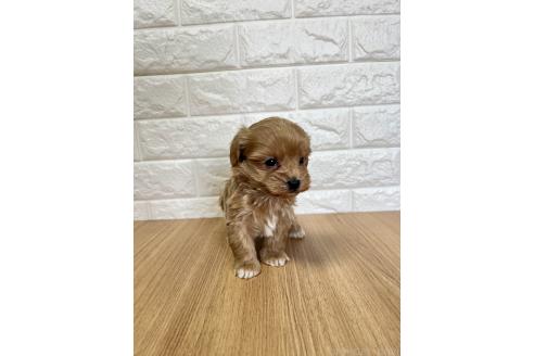 成約済の山口県のマルプー:マルチーズ×トイプードル-379737の5枚目
