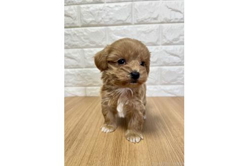 成約済の山口県のマルプー:マルチーズ×トイプードル-379737の1枚目