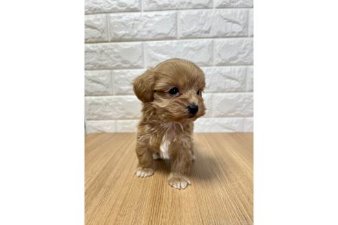 成約済の山口県のマルプー:マルチーズ×トイプードル-379737の4枚目