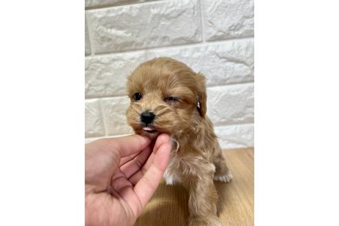 成約済の山口県のマルプー:マルチーズ×トイプードル-379737の3枚目