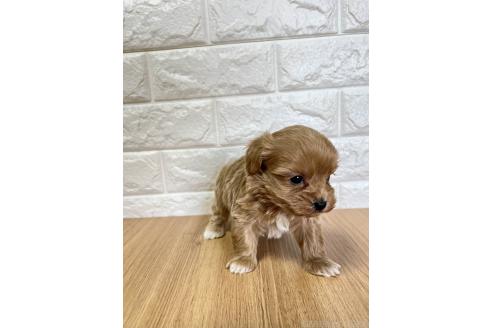 成約済の山口県のマルプー:マルチーズ×トイプードル-379737の2枚目