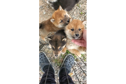 成約済の大阪府の柴犬-374056の6枚目