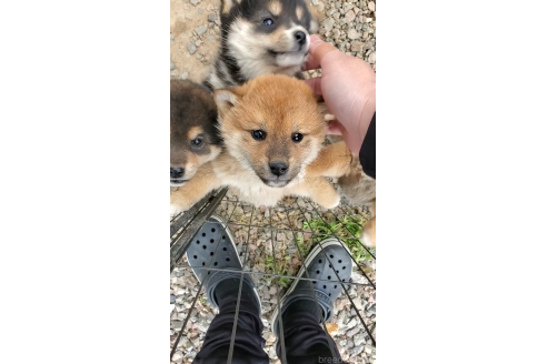 成約済の大阪府の柴犬-374056の5枚目