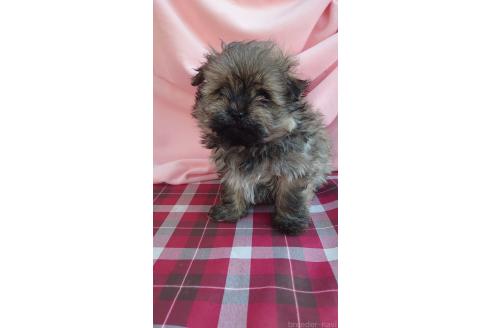 成約済の埼玉県のミックス犬-370182の4枚目