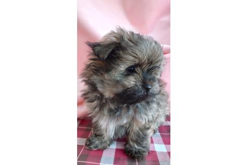 成約済の埼玉県のミックス犬-370182の2枚目